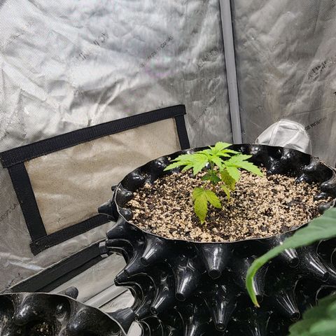 Sweet momma  growlog timeline photo