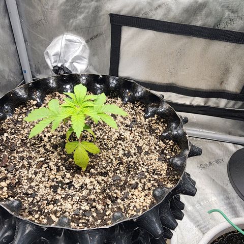 Sweet momma  growlog timeline photo