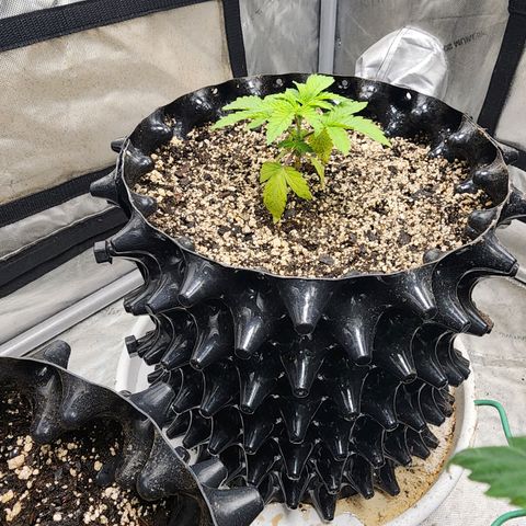Sweet momma  growlog timeline photo