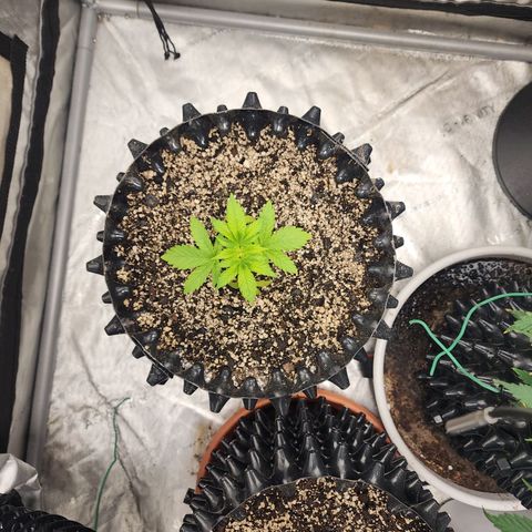 Sweet momma  growlog timeline photo