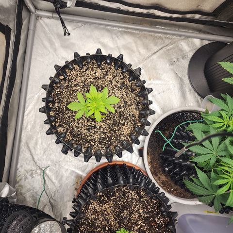 Sweet momma  growlog timeline photo