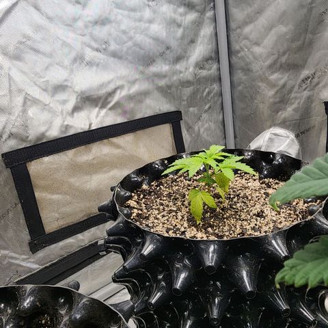 Sweet momma  growlog timeline photo