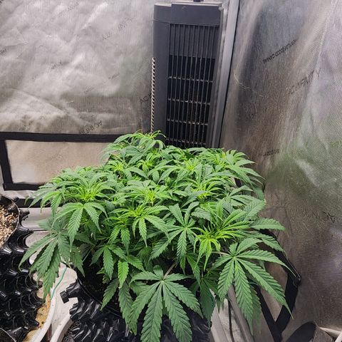 Buddy roe growlog timeline photo