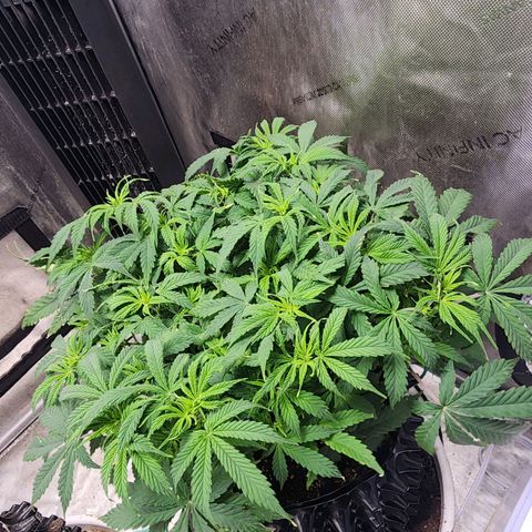 Buddy roe growlog timeline photo