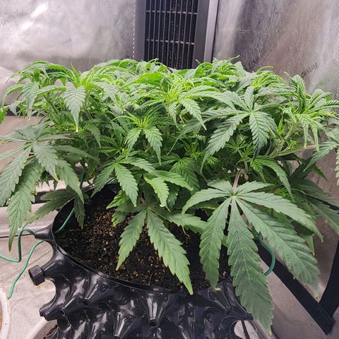 Buddy roe growlog timeline photo