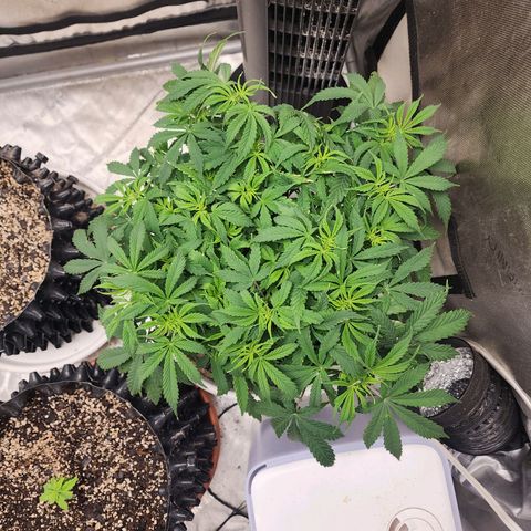 Buddy roe growlog timeline photo