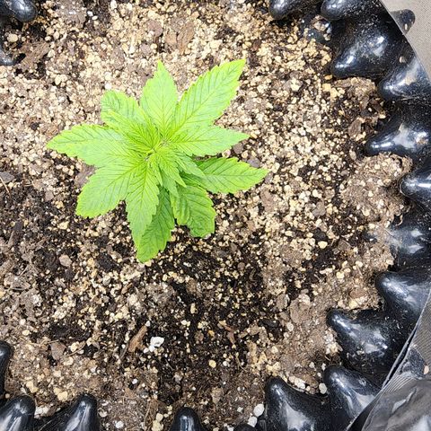 Lady p growlog timeline photo