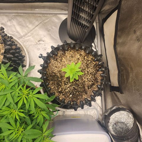 Lady p growlog timeline photo
