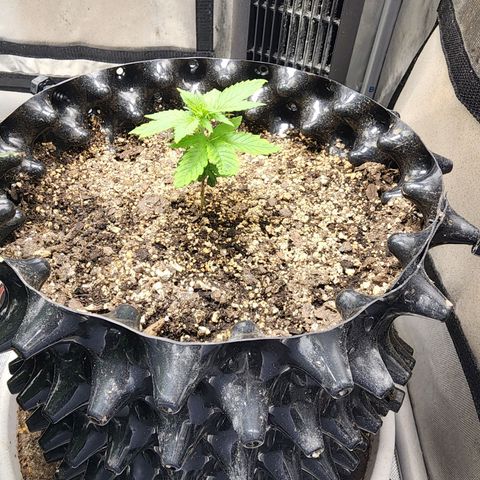 Lady p growlog timeline photo