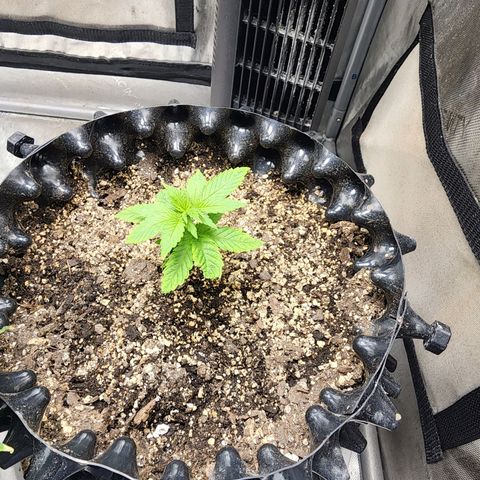 Lady p growlog timeline photo