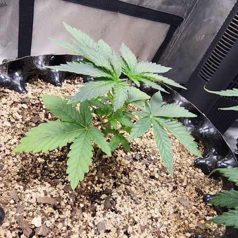 Sweet momma  growlog timeline photo