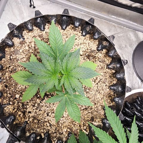 Sweet momma  growlog timeline photo