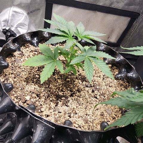 Sweet momma  growlog timeline photo