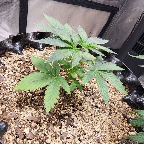 Sweet momma  growlog timeline photo