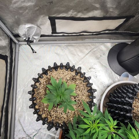 Sweet momma  growlog timeline photo
