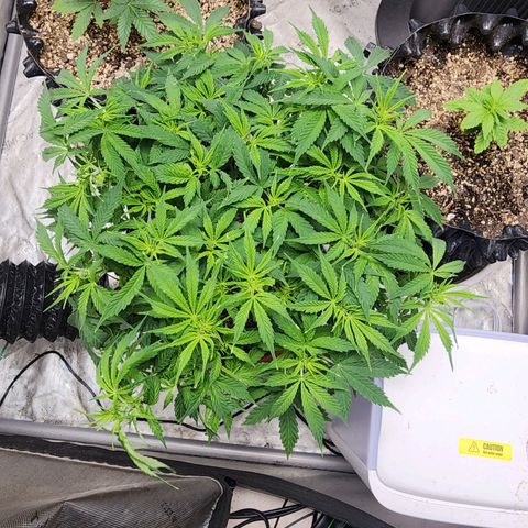Buddy roe growlog timeline photo