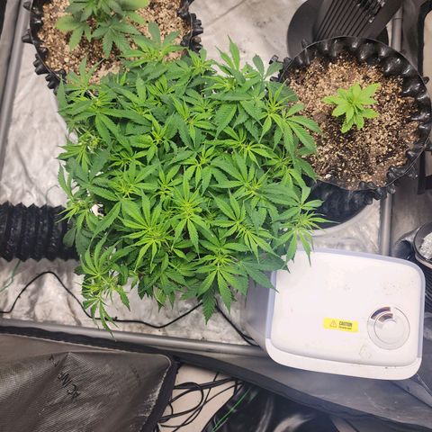 Buddy roe growlog timeline photo