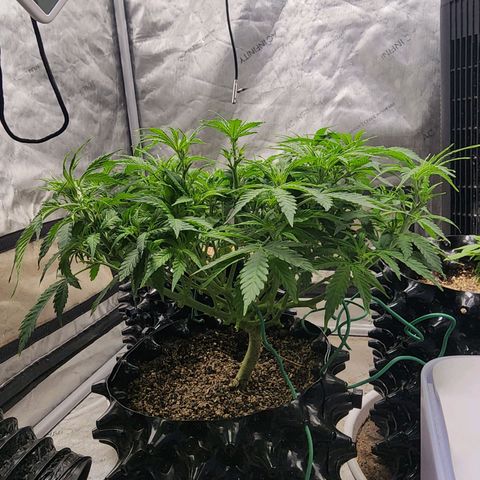 Buddy roe growlog timeline photo