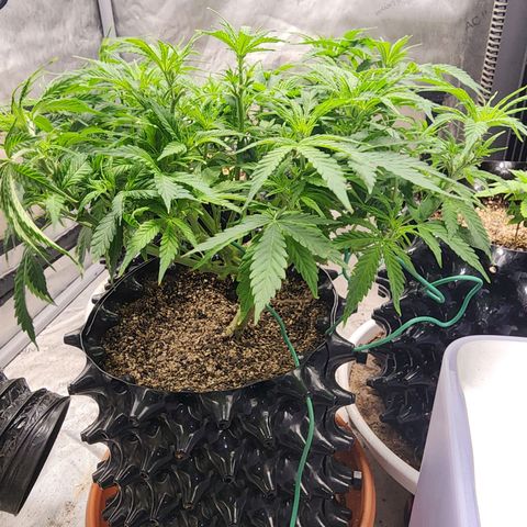 Buddy roe growlog timeline photo