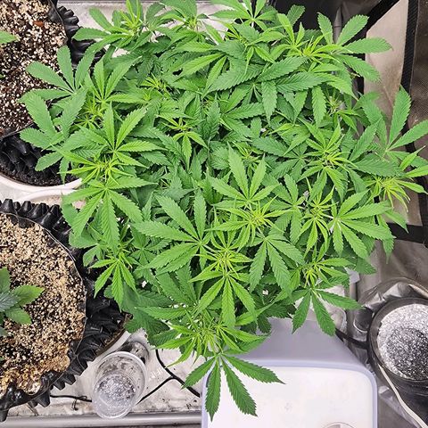 Buddy roe growlog timeline photo