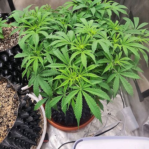 Buddy roe growlog timeline photo