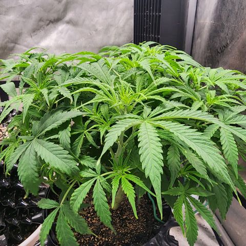 Buddy roe growlog timeline photo