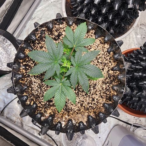 Sweet momma  growlog timeline photo