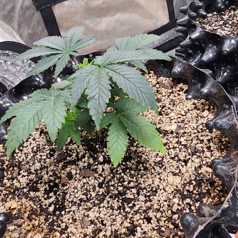 Sweet momma  growlog timeline photo