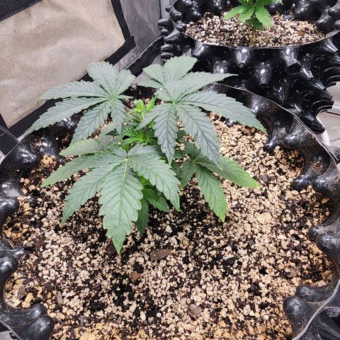Sweet momma  growlog timeline photo