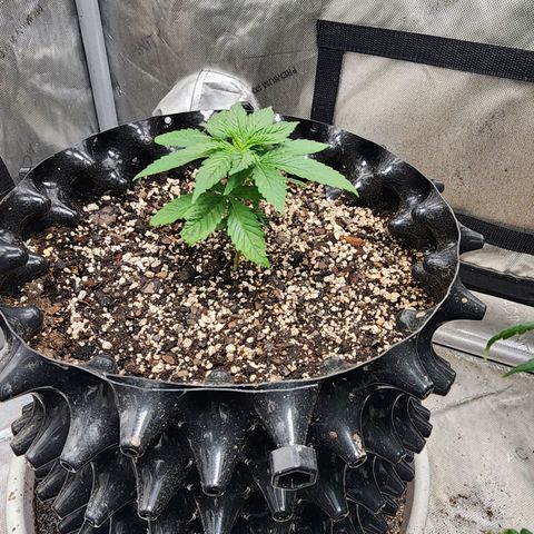 Lady p growlog timeline photo