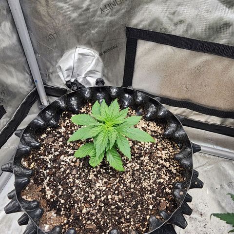 Lady p growlog timeline photo