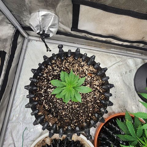 Lady p growlog timeline photo