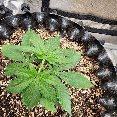 Lady p growlog timeline photo