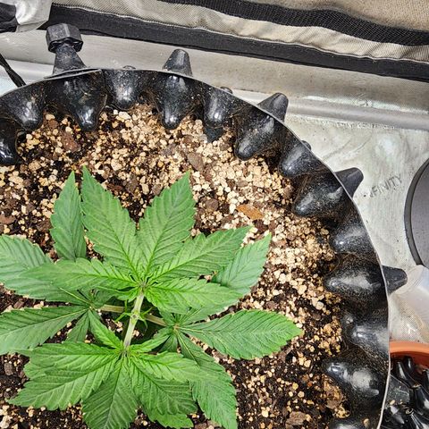 Lady p growlog timeline photo