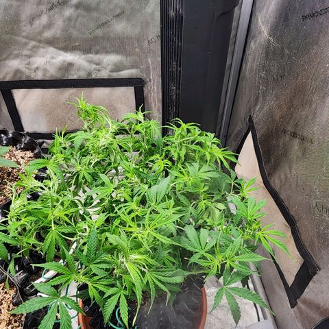 Buddy roe growlog timeline photo