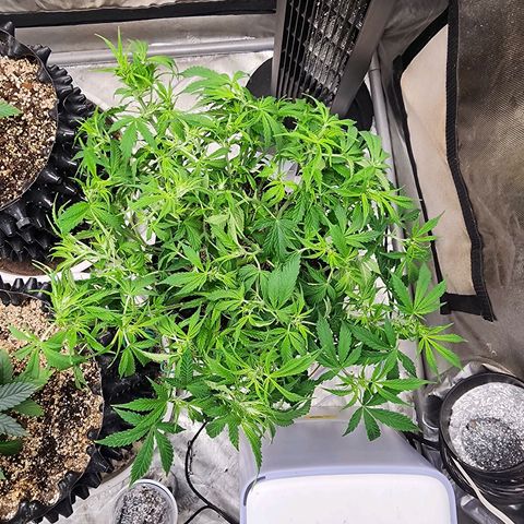 Buddy roe growlog timeline photo