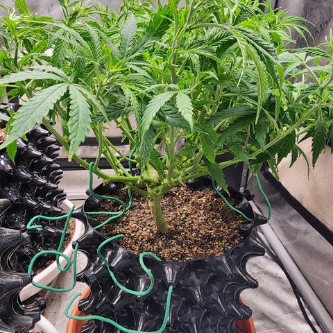 Buddy roe growlog timeline photo