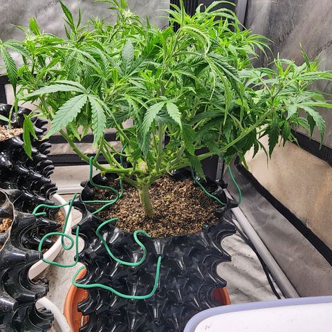 Buddy roe growlog timeline photo
