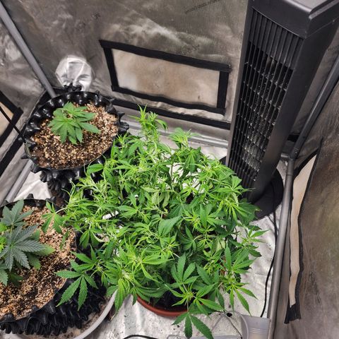 Buddy roe growlog timeline photo