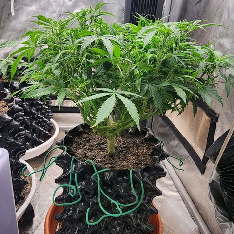 Buddy roe growlog timeline photo