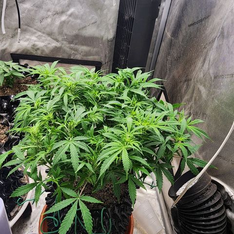 Buddy roe growlog timeline photo