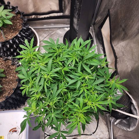 Buddy roe growlog timeline photo