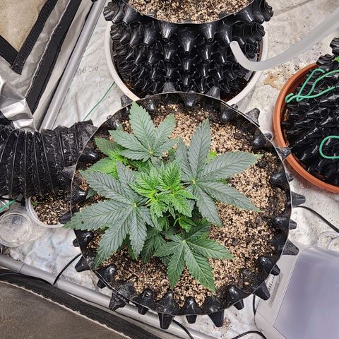 Sweet momma  growlog timeline photo