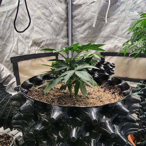 Sweet momma  growlog timeline photo