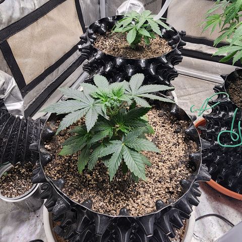 Sweet momma  growlog timeline photo