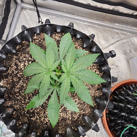 Lady p growlog timeline photo