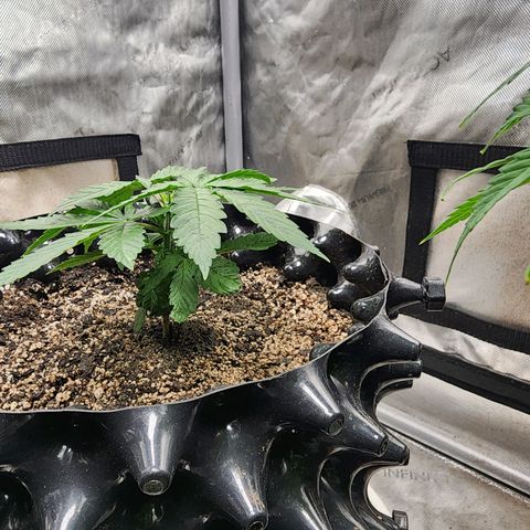Lady p growlog timeline photo