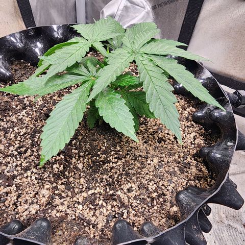 Lady p growlog timeline photo