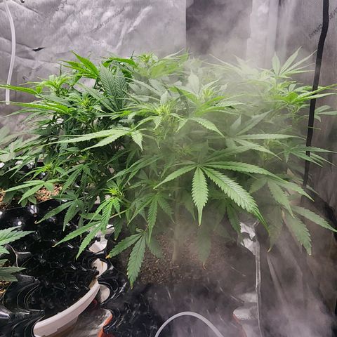 Buddy roe growlog timeline photo