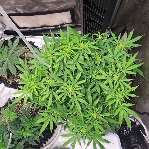 Buddy roe growlog timeline photo